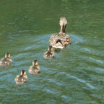 【北海道　散歩】苫小牧市北大研究林に散歩に行きました