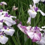 【北海道 散歩】苫小牧市錦大沼公園のハナショウブ園に散歩に行きました