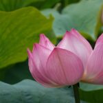 【北海道　散歩】安平町　鶴の湯温泉にハスの花を見に行きました。