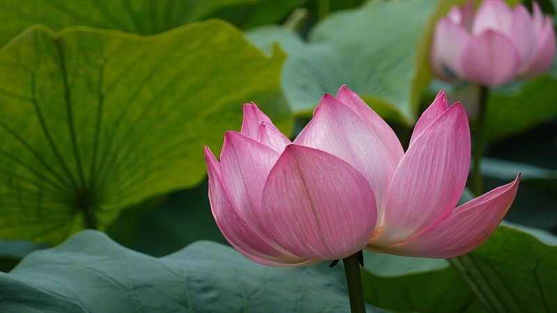 【北海道　散歩】安平町　鶴の湯温泉にハスの花を見に行きました。