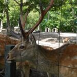 【北海道 散歩】安平町 鹿公園に散歩に行きました。