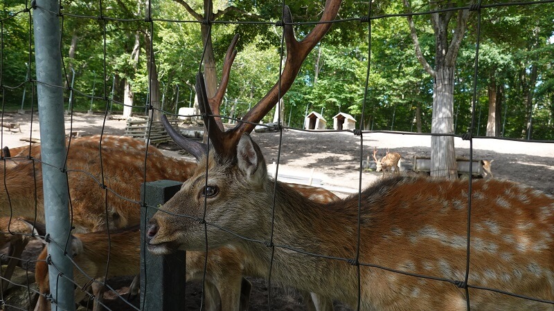 【北海道　散歩】安平町　鹿公園に散歩に行きました。